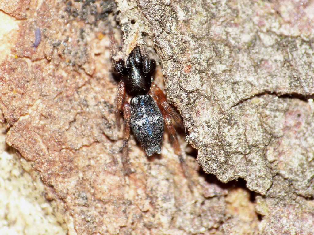 Piccolo Gnaphosidae colorato: cfr Poecilochroa  - Ostia (RM)